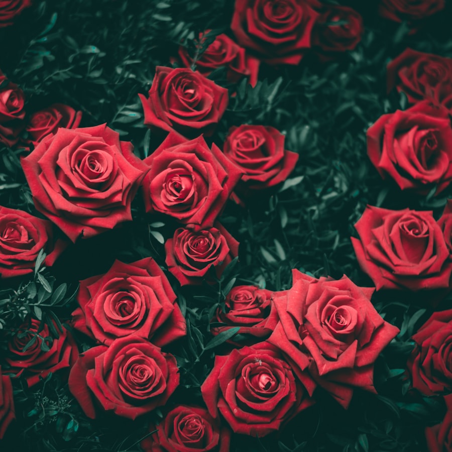 Roses